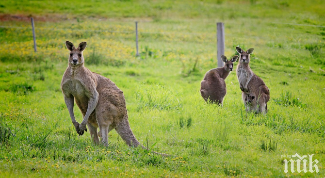 Фермер спаси бебе кенгуру от пожар

