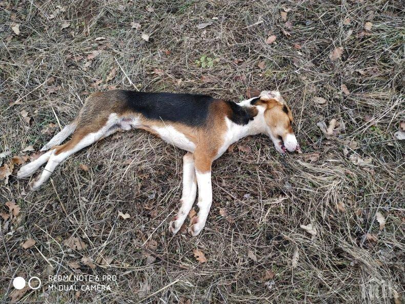 Бракониери затриха 5 кучета на дядо от село Блатешница (СНИМКИ 18+)