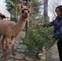 Подариха 500 елхи на зоопарка във Варна