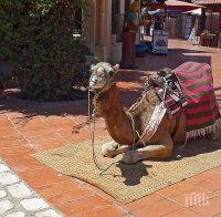 НА ИНАТ: Камила спря влак