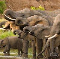 Рекорден брой слонове са загинали в Шри Ланка през 2019 г.