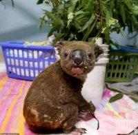 Петиция зове коалите от Австралия да бъдат заселени в Нова Зеландия