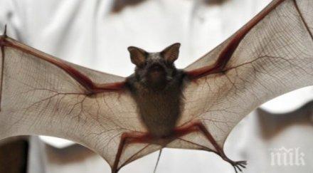 започна теренният мониторинг бозайниците българия