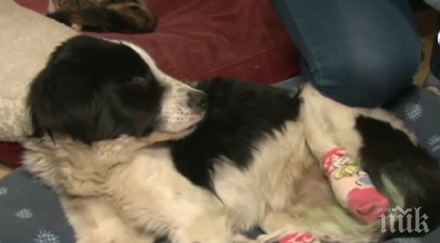 похвално доброволци спасиха куче отрязани крака