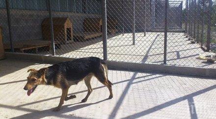 сдружение събра 000 бездомните кучета котки велико търново