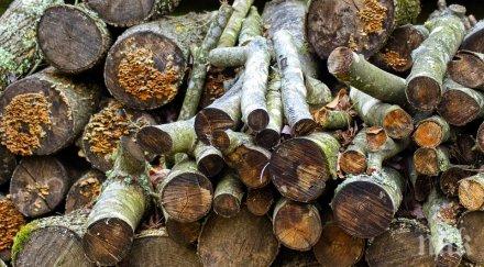 спипаха бракониери дърва ударни проверки