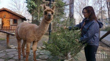 подариха 500 елхи зоопарка варна