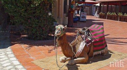 инат камила спря влак