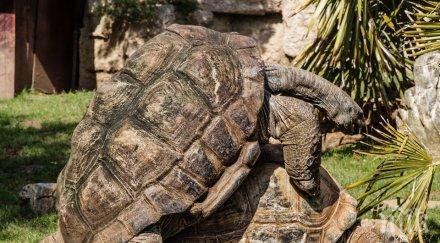 100 годишна костенурка полов атлет спаси вида галапагоските острови