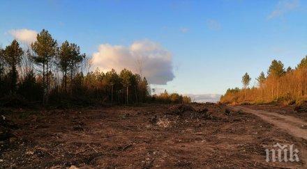 безогледна сеч гората девня институциите мълчат снимки