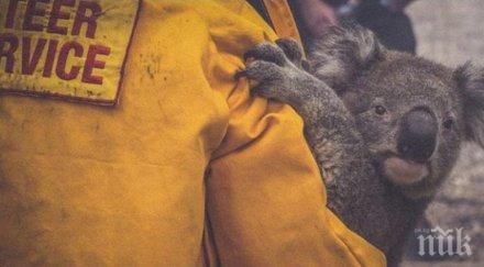 коалите бъдат включени списъка застрашени изчезване животински видове