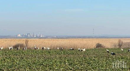 пролетта идва първите щъркели вече бургас