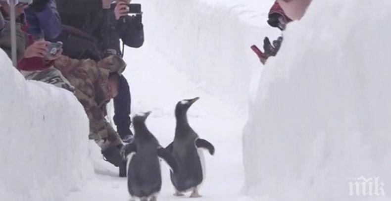Пингвини показват как се ходи в снега в китайския град Харбин
