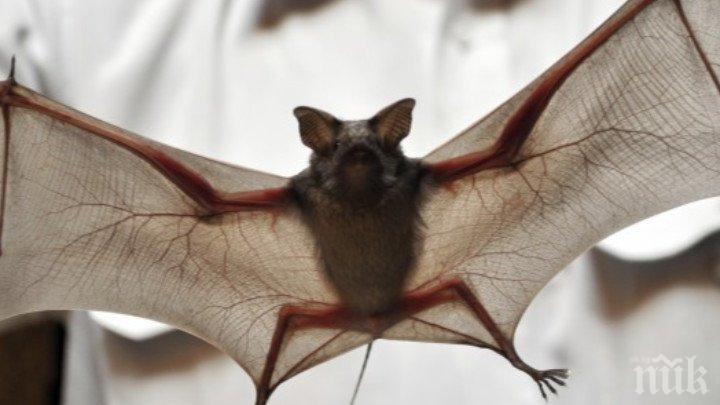 Започна теренният мониторинг на бозайниците в България