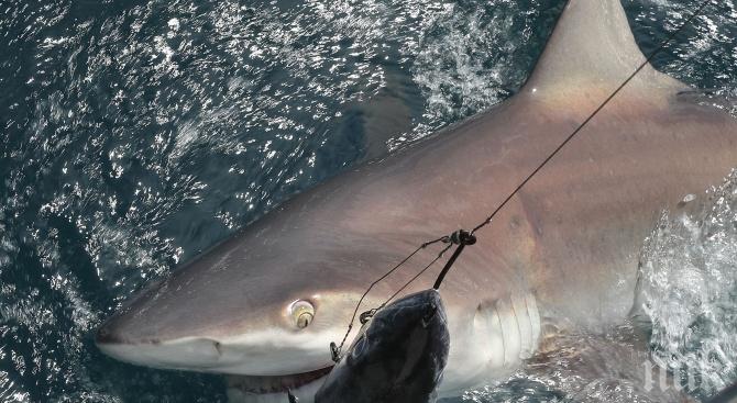 Уловиха огромна акула край гръцкия остров Скиатос