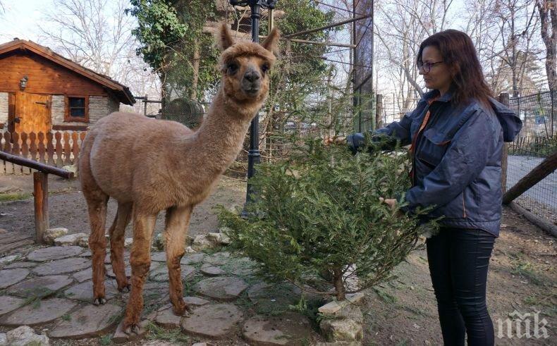 Подариха 500 елхи на зоопарка във Варна