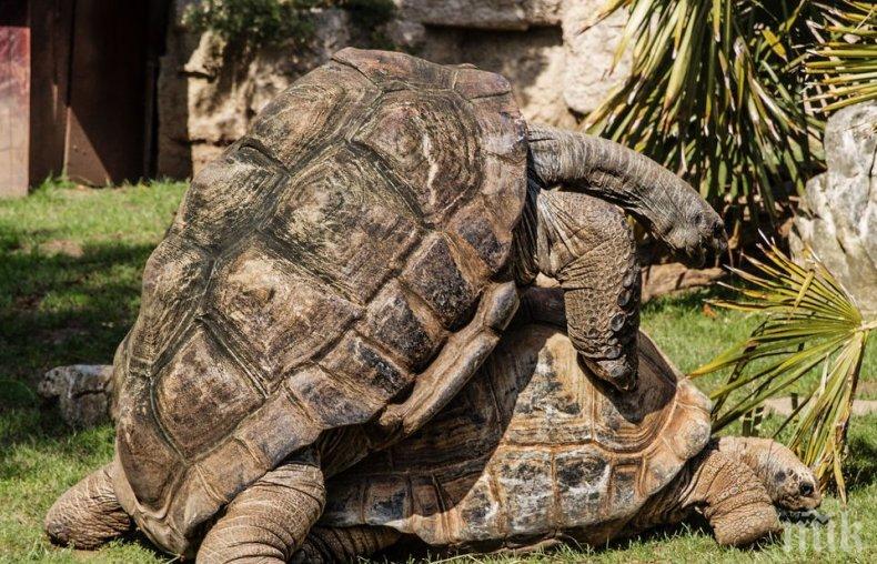 100-годишна костенурка полов атлет спаси вида си на Галапагоските острови