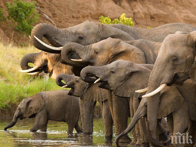 Рекорден брой слонове са загинали в Шри Ланка през 2019 г.