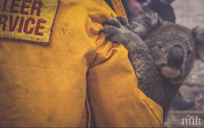 Коалите може да бъдат включени в списъка на застрашени от изчезване животински видове