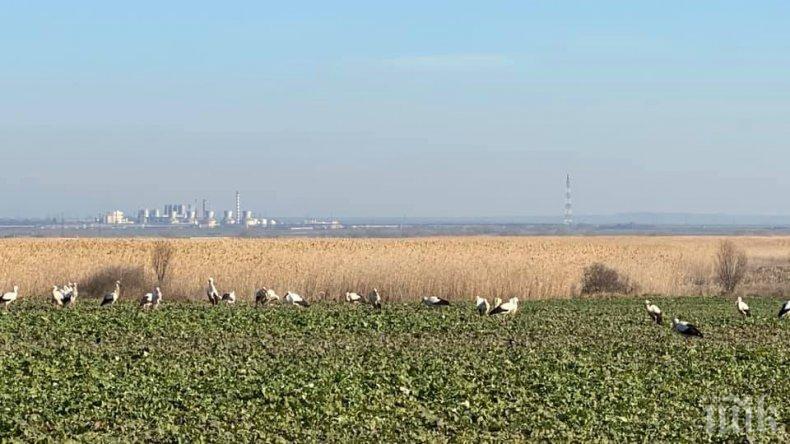 ПРОЛЕТТА ИДВА: Първите щъркели вече са в Бургас