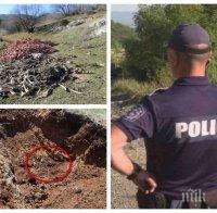  УЖАСЯВАЩА НАХОДКА: Откриха яма на нелегални касапи с трупове на животни в Стара Загора