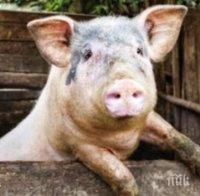 прасе падна небето уругвай