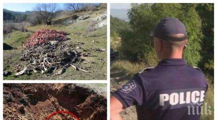 ужасяваща находка откриха яма нелегални касапи трупове животни стара загора