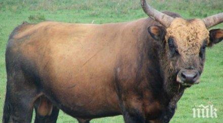 играчка плачка оперираха мъж взел виагра бикове