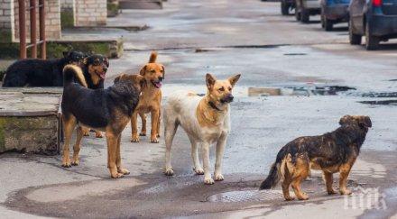 хапеща напаст агресивни кучета нападат хора велико търново