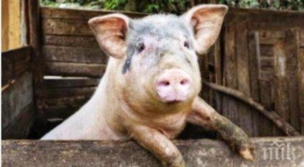 прасе падна небето уругвай