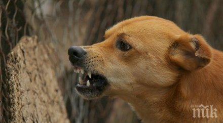 остри зъби бездомно куче нахапа годишна старица дупница снимка