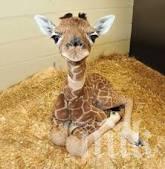 Първото бебе жираф за 2020 г. се роди в белгийски зоопарк