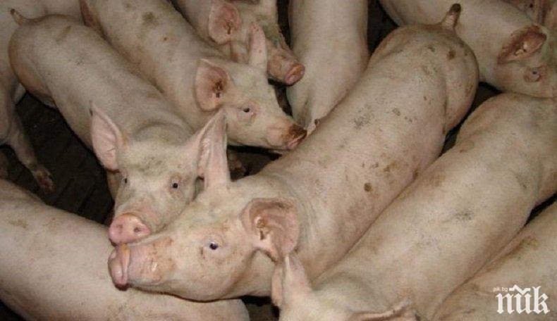 Разкриха нелегална ферма за прасета в Плевенско