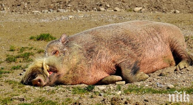 Централният епизоотичен съвет утвърди План за предотвратяване разпространението на чумата по свинете