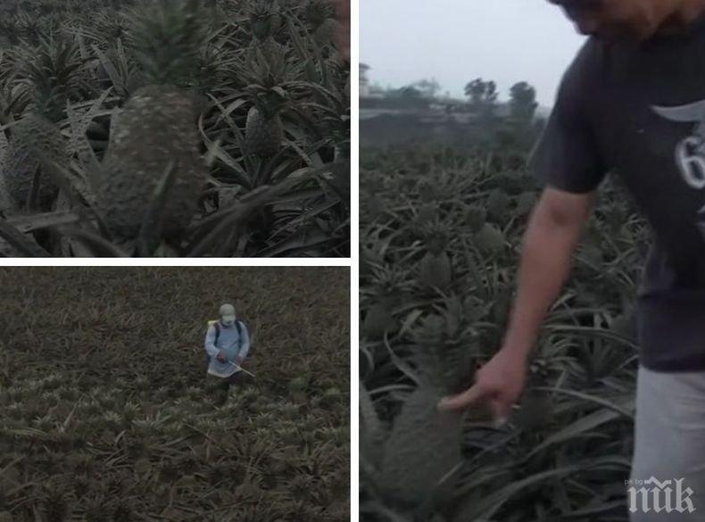 Унищожена реколта: На Филипините ананасите посивяха