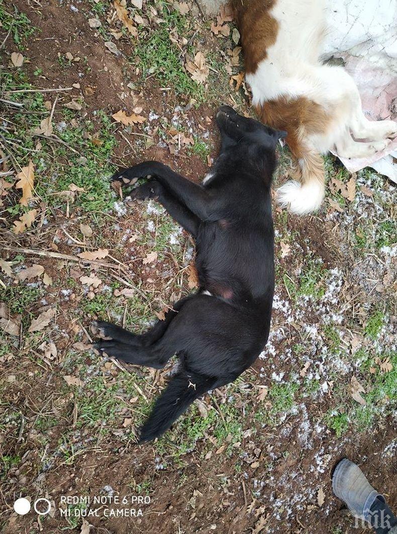 ТЕМИДА: Пет години не могат да накажат убиец на куче