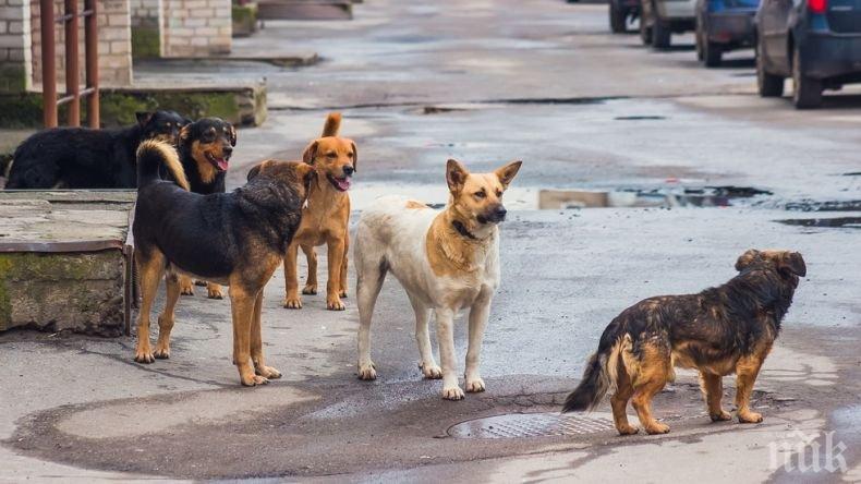 ХАПЕЩА НАПАСТ: Агресивни кучета нападат хора във Велико Търново
