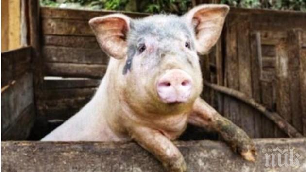 Застреляна свиня оживя и уби касапина си