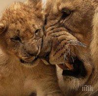 Англия забрани експлоатацията на диви животни в пътуващите циркове