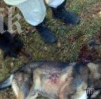 Задържаха убиеца на куче