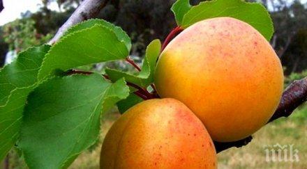 чудо природата ядките кайсията помагат лечението рак