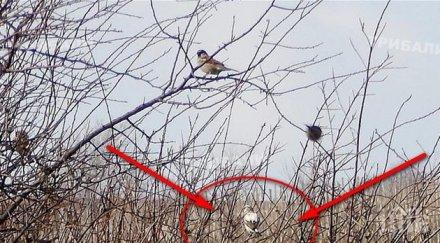 чудо бяло врабче спасява село