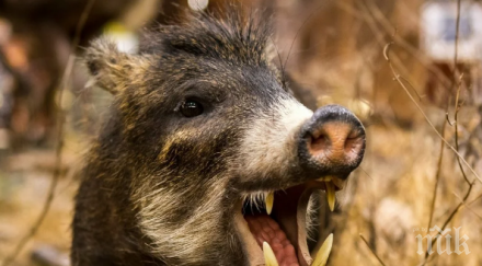 свиреп глиган разпори мъж време лов