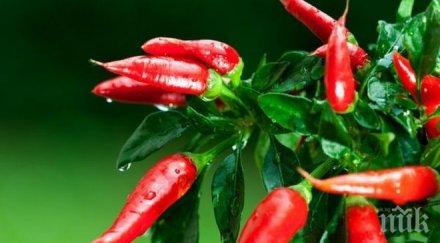 паника пазарджишко чушките заплаха вода поливането язовир белмекен