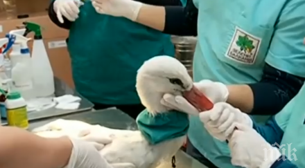 спасиха бедстващ щъркел останал зимува свиленград