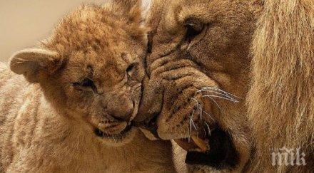 англия забрани експлоатацията диви животни пътуващите циркове