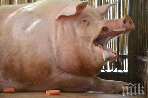 ШОК! Гигантски свине изядоха фермер в Полша
