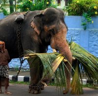 Пияни слонове опустошиха село 
