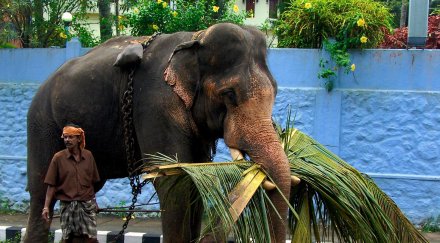 пияни слонове опустошиха село