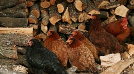 лепнаха месеца крадец кокошки